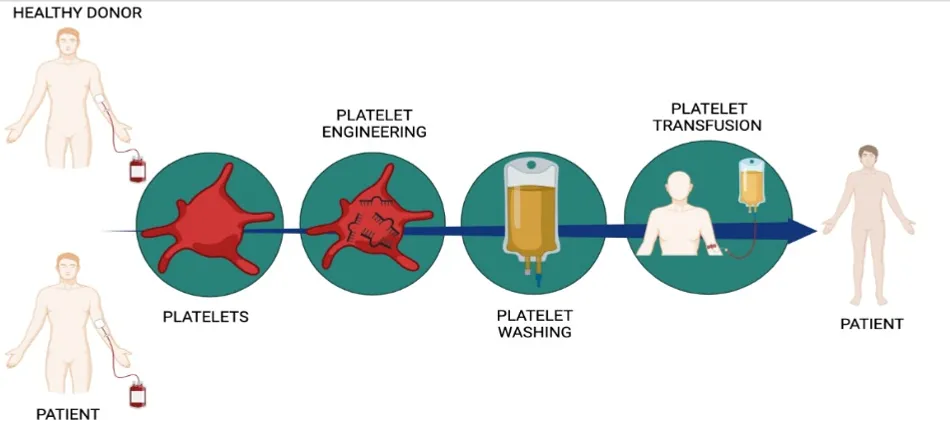 Diagram of the PTT process: platelets are engineered, washed and prepared for transfusion
